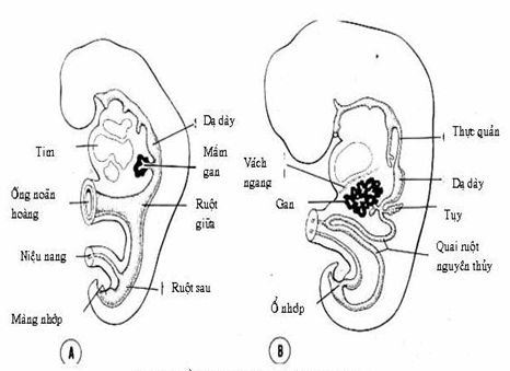 Đường dạ dày ruột nguyên thủy