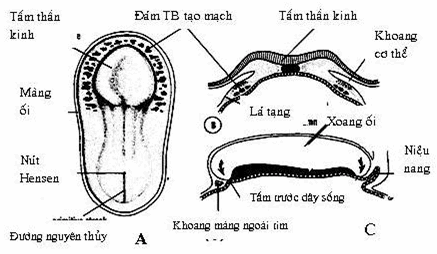 Diện tim của phôi 