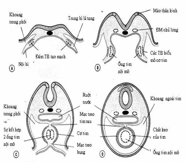 Cắt ngang qua diện tim ở vùng đầu phôi thấy sự tạo ra ống tim duy nhất