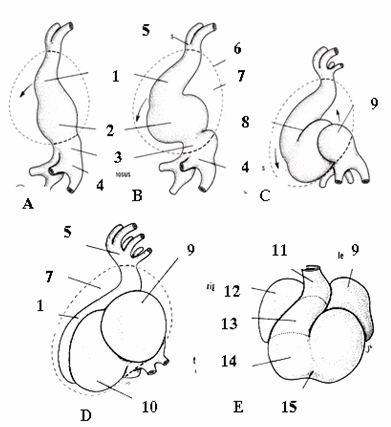 Sự gấp khúc và hình thành các buồng tim của ống tim ở các giai đoạn