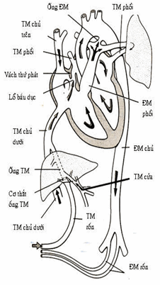 Tuần hoàn trước sinh