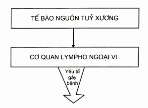 Bệnh lý tế bào nguồn ngoài tuỷ