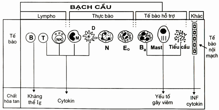 Các tế bào miễn dịch