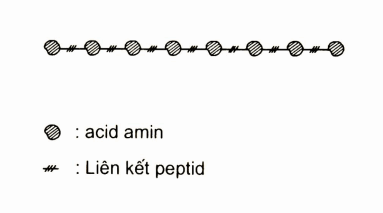 Cấu trúc bậc 1 chuỗi globin