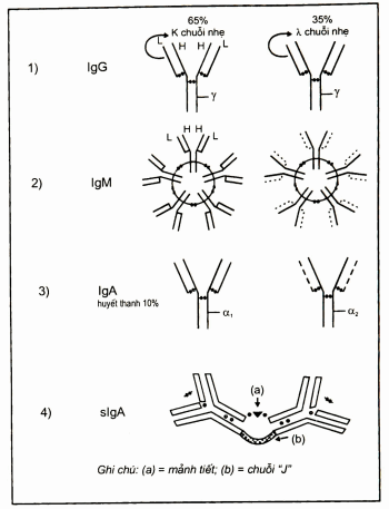 Cấu trúc của các Immunoglobuỉin