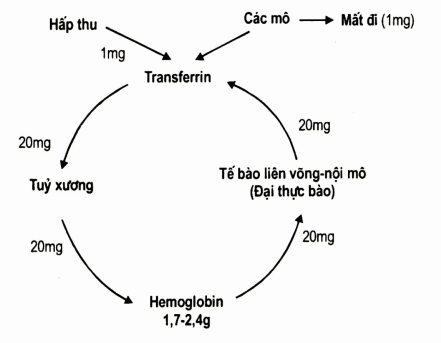 Chu trình chuyển hóa sắt