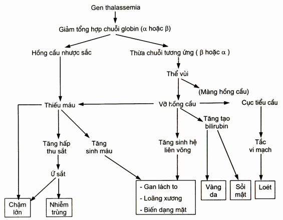 Cơ chế hình thành triệu chứng lâm sàng trong thalassemia