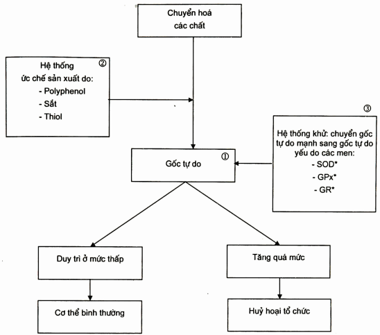 Cơ chế hoạt động của các gốc tự do