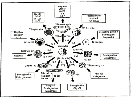 Cơ chế hoạt động của Interleukin I (IL-1) trên các tế bào khác nhau của cơ thể