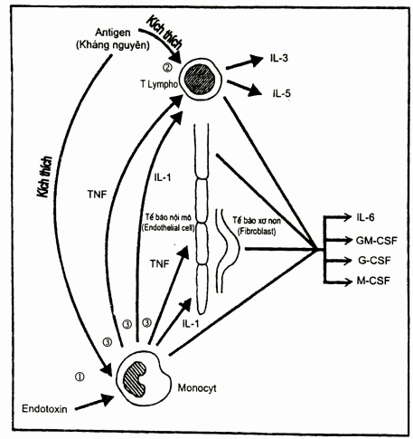 Cơ chế sản xuất các cytokin