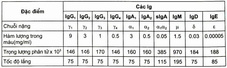 Một số đặc điểm sinh học của các Ig