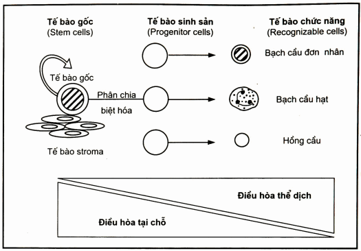 Điểu hoà tại chỗ và điều hoà thể dịch ở các giai đoạn phát triển và biệt hoá tế bào sinh máu