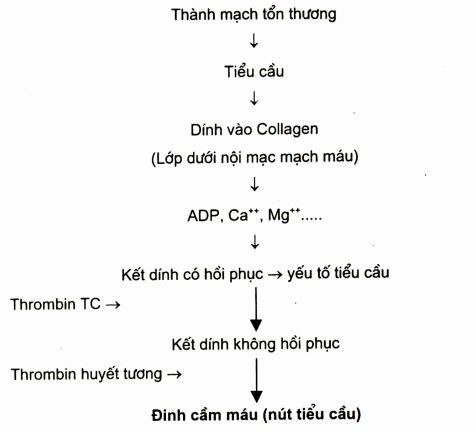 Đinh cầm máu (nút tiểu cầu)