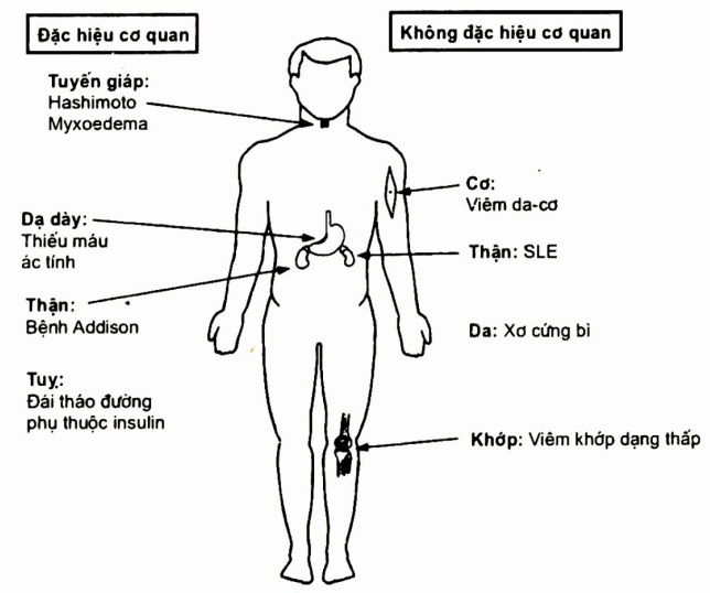 Hai loại tự miễn dịch: đặc hiệu cơ quan