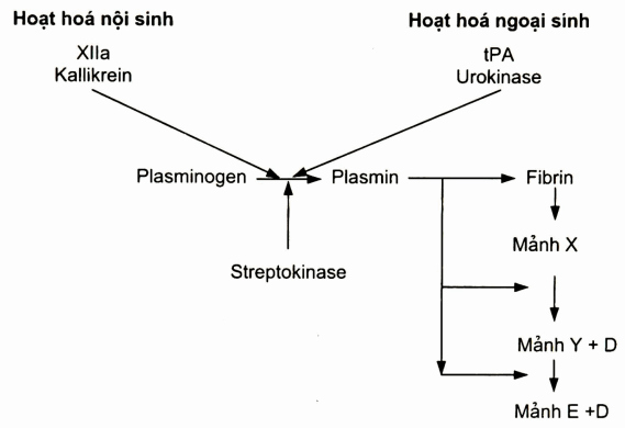 Hoạt hóa nội sinh và ngoại sinh