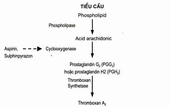 Minh họa tác dụng của một số thuốc kháng tiểu cầu