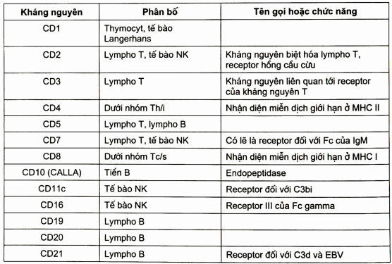 Phân bố của các CD trên tế bào