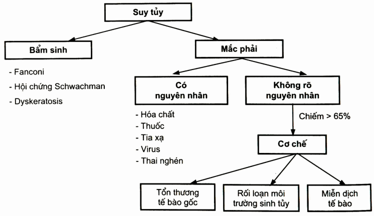 Phân loại bệnh suy tủy