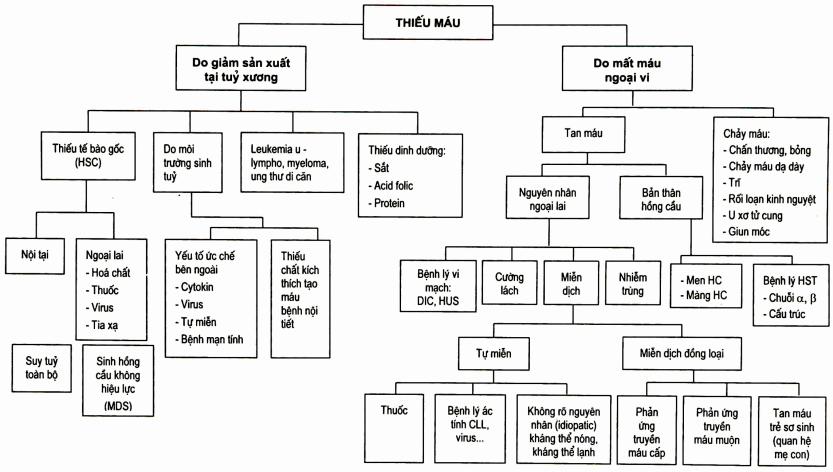Phân loại thiếu máu theo nguyên nhân sinh bệnh