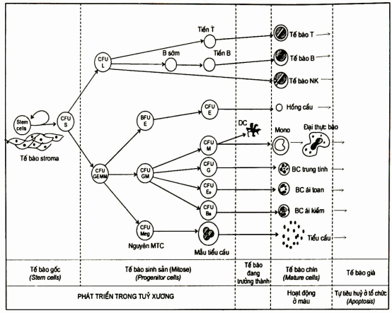 Quá trình sinh sản và biệt hóa tế bào gốc sinh máu