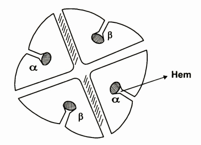 Sơ đồ 1 phân tử Hb