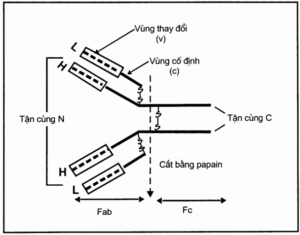 Sơ đồ cấu trúc của globulin miễn dịch