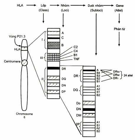 Sơ đồ tóm tắt cấu trúc hệ HLA
