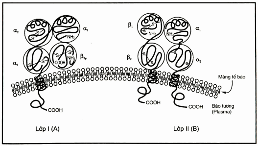 Sơ đồ cấu trúc phân tử của hệ HLA