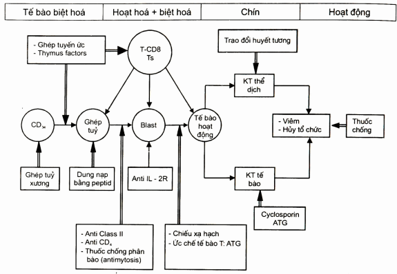 Sơ đồ diễn biến của tự miễn và nguyên tắc điều trị (Ivan Roih, 1998)