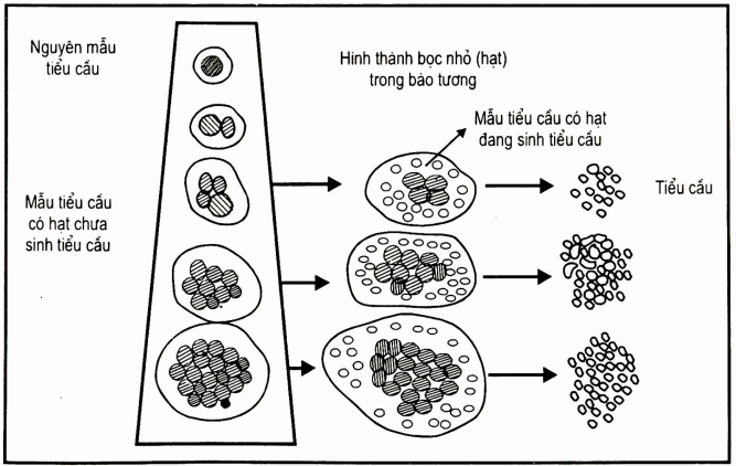 Sơ đồ phát triển và trưởng thành tiểu cầu