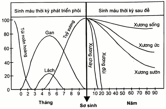 Sơ đồ sinh máu thời kỳ mang thai và sau đẻ