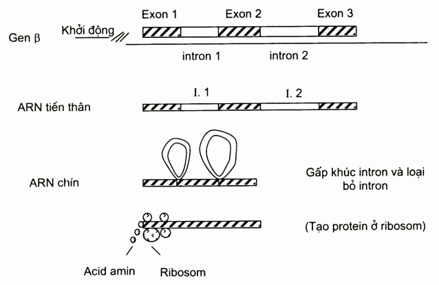 Sơ đồ tổng hợp globin ở nguyên hồng cầu