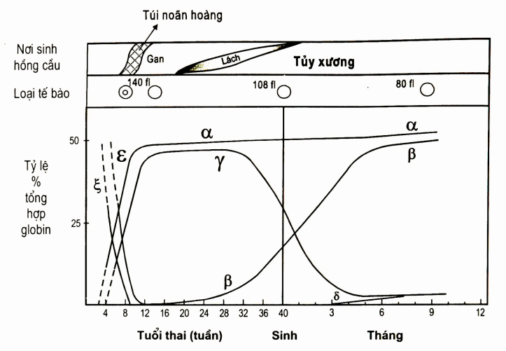 Sự hoạt động của các gen và sinh hồng cầu qua các giai đoạn phát triển cá thể