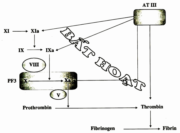 Tác dụng của AT III lên đông máu