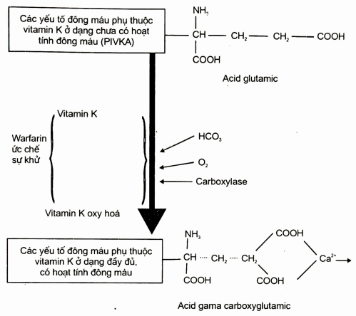 Tác dụng của dẫn xuất coumarin