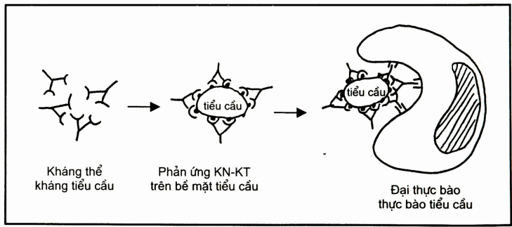 Thực bào tiểu cầu trong xuất huyết giảm tiểu cầu