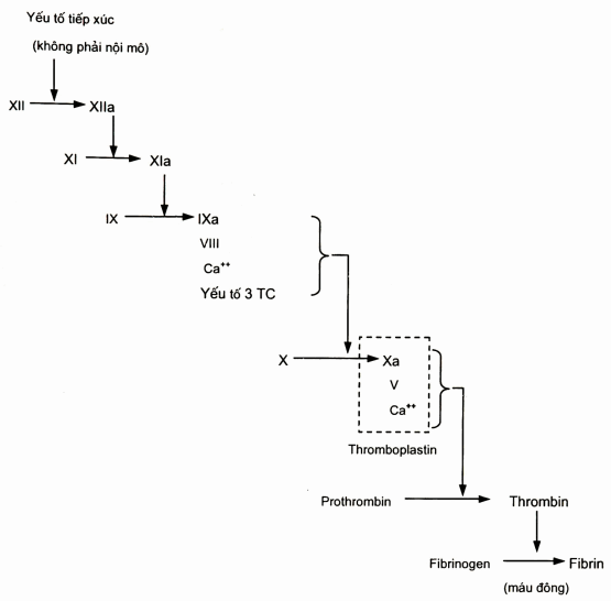 Tóm tắt quá trình tạo thromboplastin nội sinh