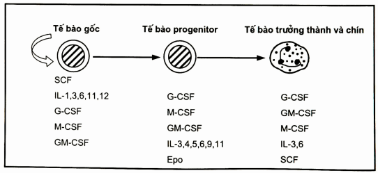 Vị trí (đối tác) tác dụng của các cytokin tạo máu