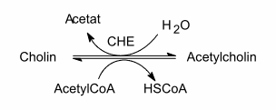 Cholinesterase (CHE) xúc tác phản ứng thủy phân acetylcholin tạo cholin và acid acetic