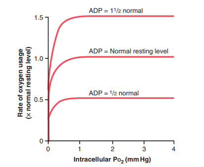 Ảnh hưởng của adenosine diphosphate nội bào (ADP) và PO2 về tốc độ sử dụng oxy của các tế bào