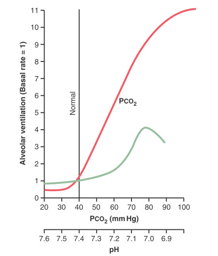 Ảnh hưởng của tăng PCO2 máu động mạch và giảm pH động mạch