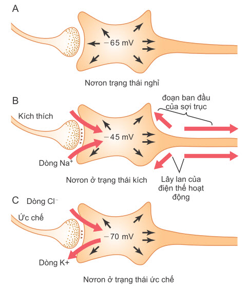 Ba trạng thái của một tế bào thần kinh