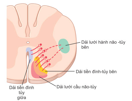 Các dải tiền đình tủy và lưới tủy đi xuống trong tủy sống