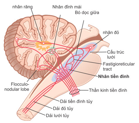 Các kết nối của dây thần kinh tiền đình thông qua các nhân tiền đình