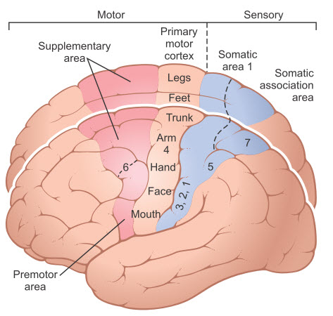 Các khu vực chức năng vận động và cảm giác của vỏ não
