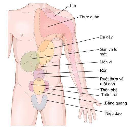 Các vùng bề mặt da bị đau do các cơ quan nội tạng khác nhau