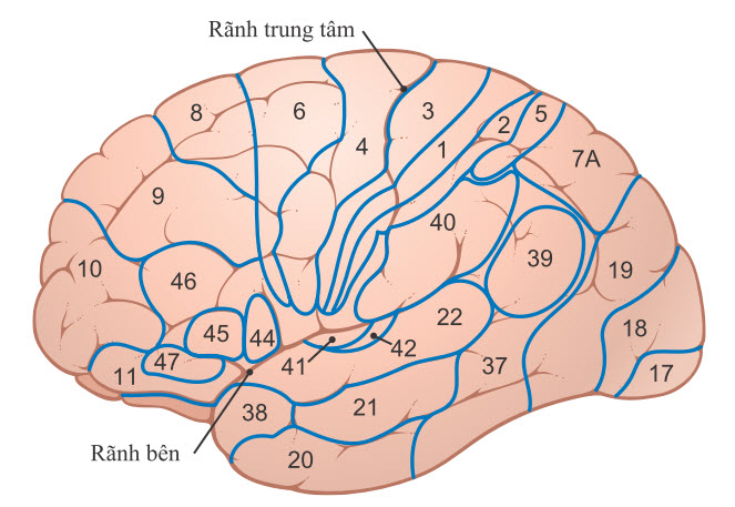 Các vùng có cấu trúc riêng biệt, được gọi là vùng Brodmann