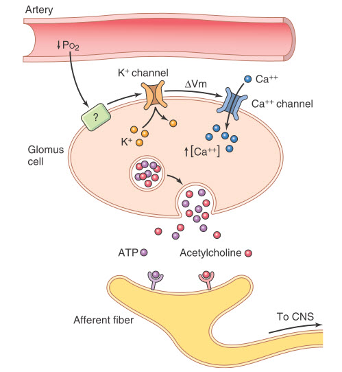 Cảm nhận oxy tế bào glomus của thân động mạch cảnh