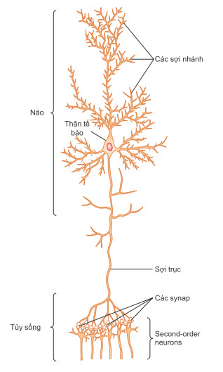 Cấu trúc của một tế bào thần kinh lớn trong não