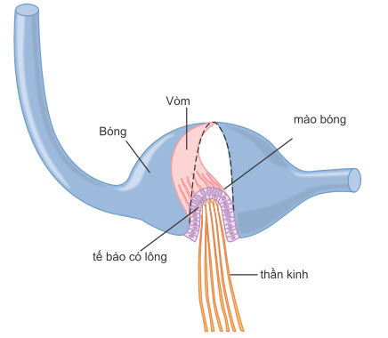 Chuyển động của vòm